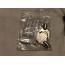 Spin Secure Replacement Fill Cap (Legacy Model) 6